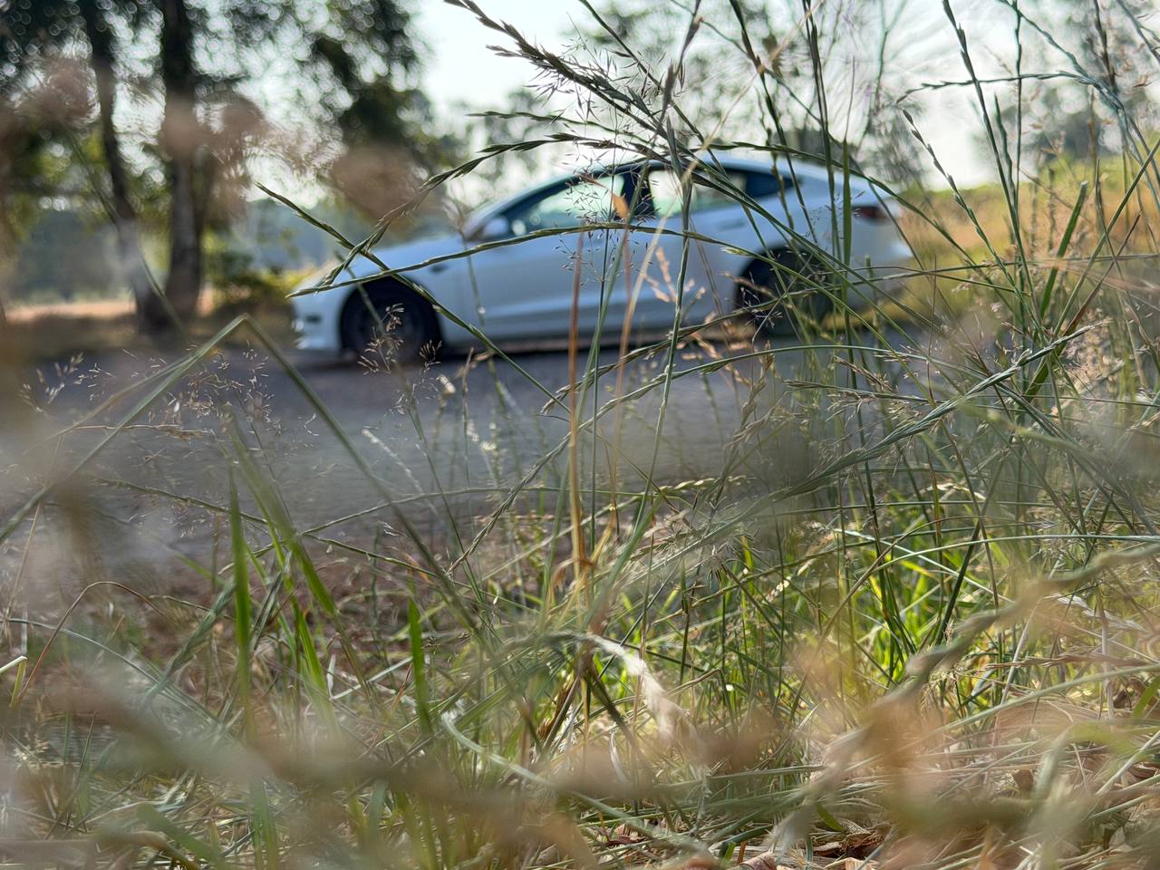 Tesla on grass
