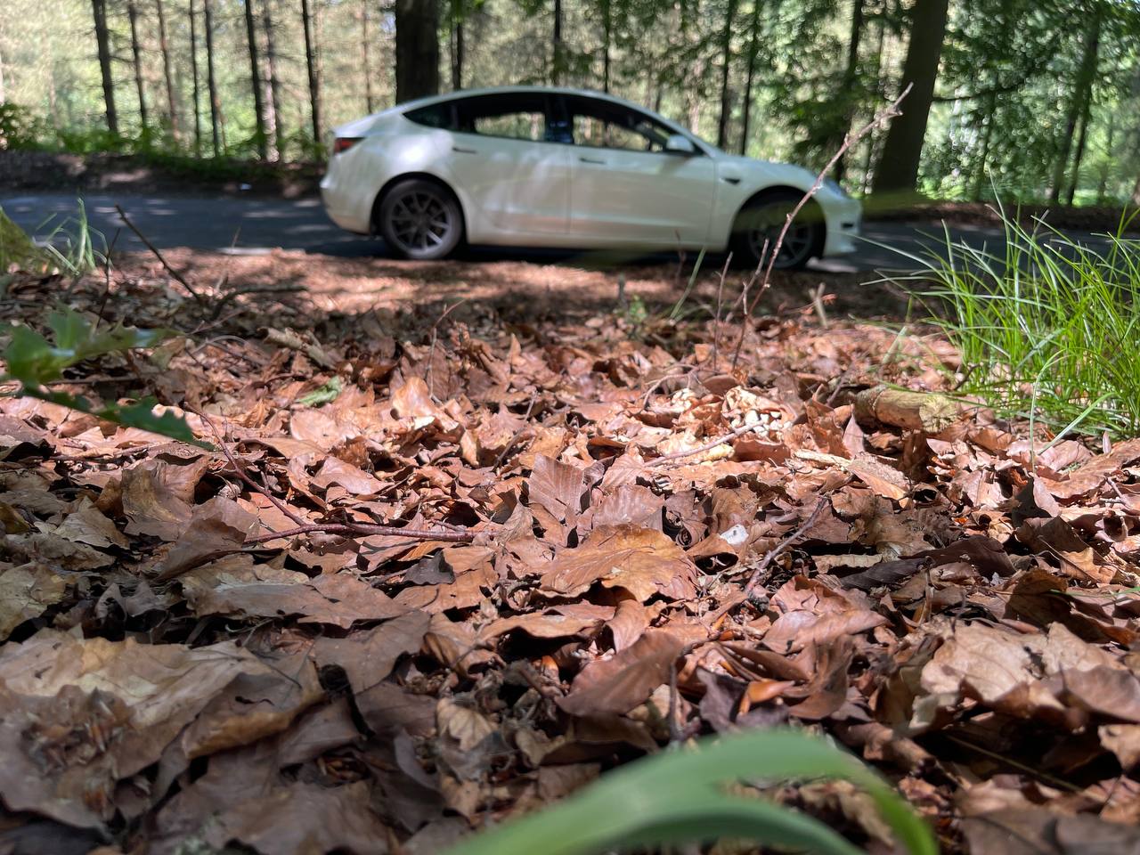 Tesla in forest