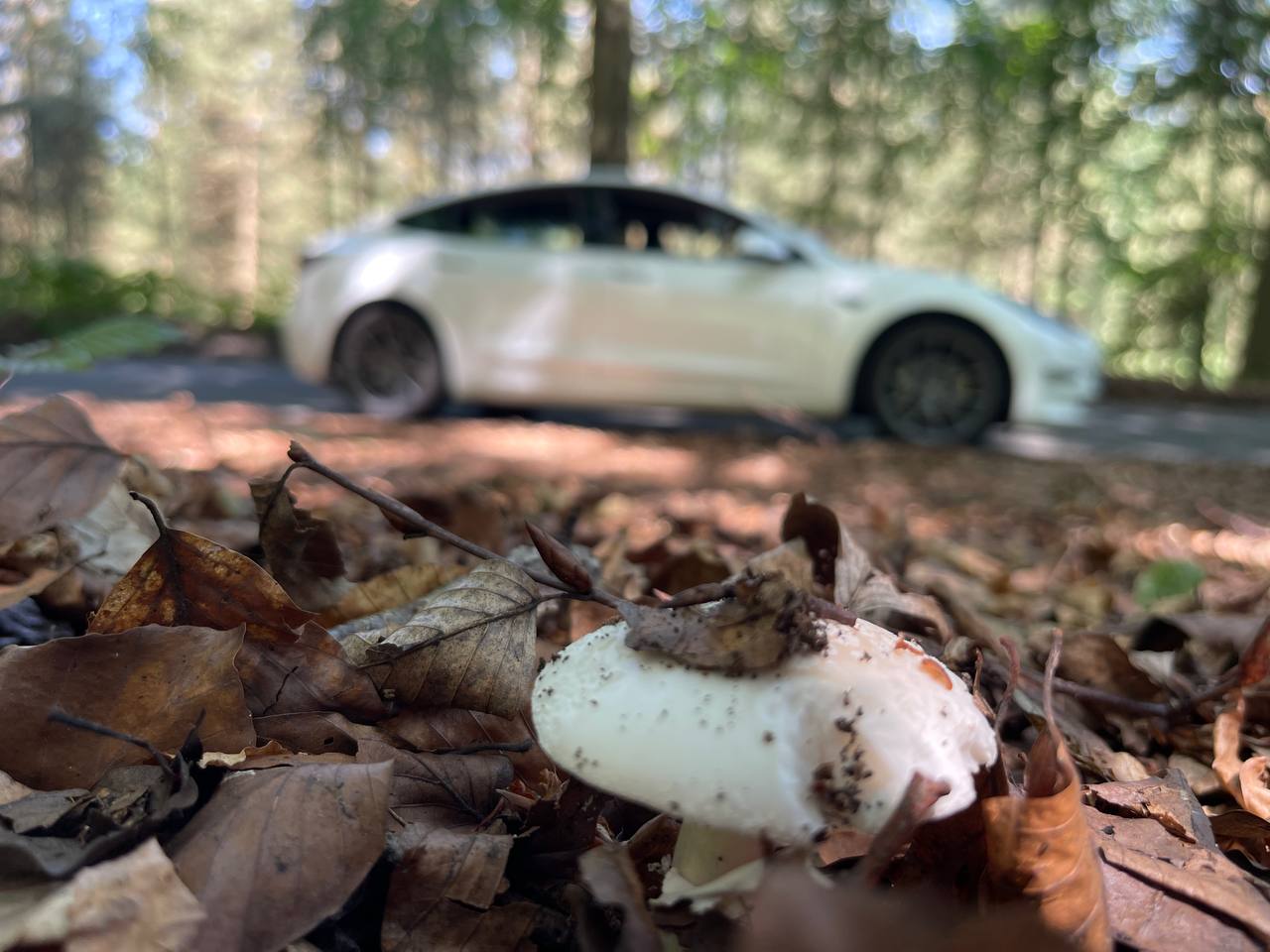 Tesla forest view