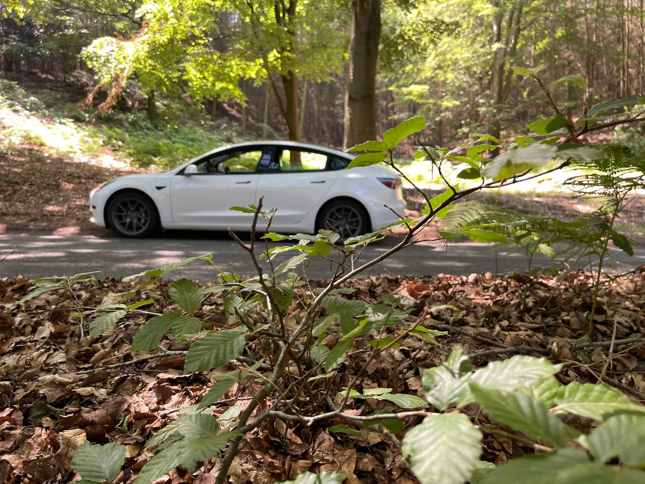 Tesla woodland
